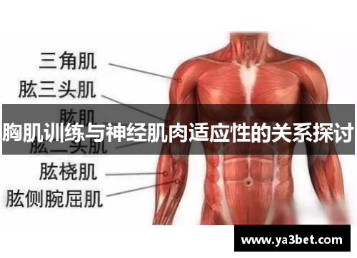 胸肌训练与神经肌肉适应性的关系探讨